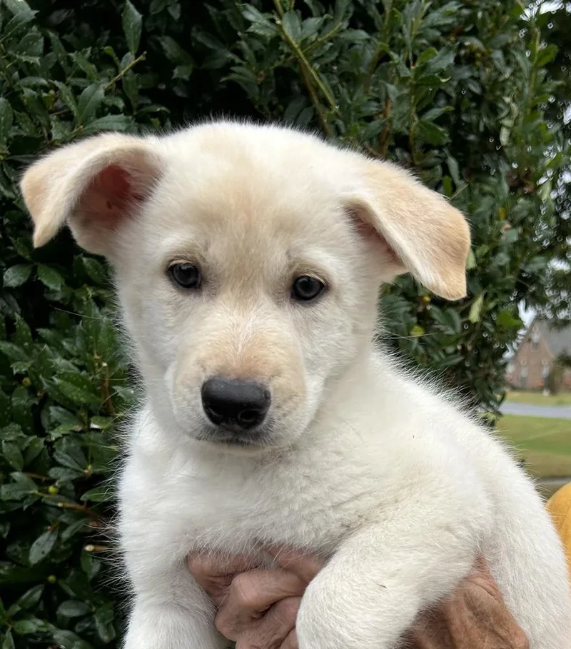 A baby large-sized female Great Pyrenees dog named Jade  Gemstone Litter for adoption in Horn Lake, MS