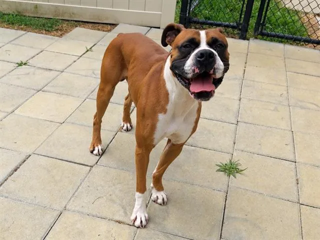 A young large-sized male Boxer dog named Brock for adoption in Haw River, NC