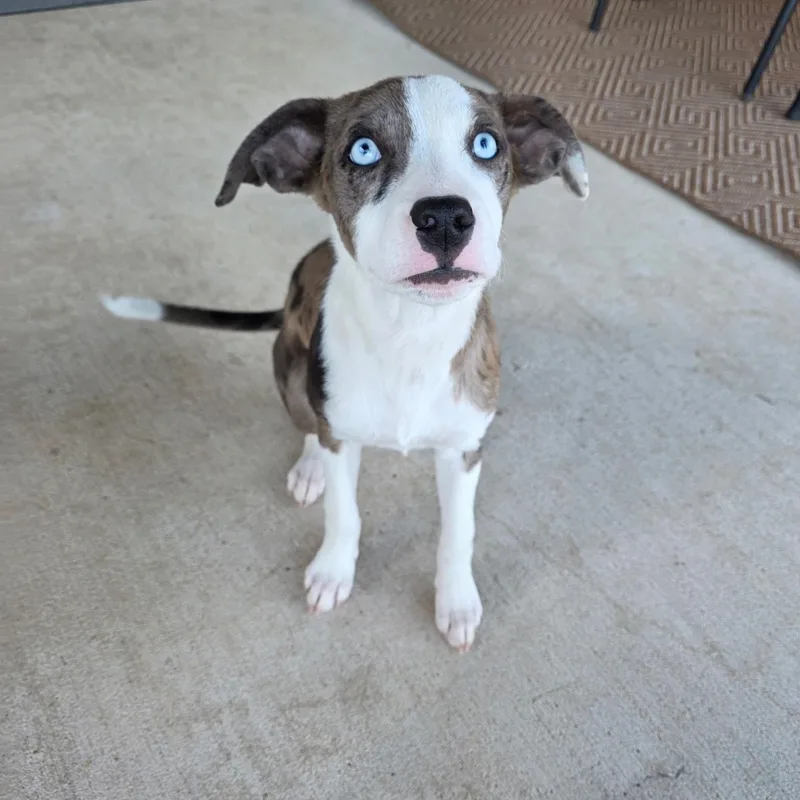 A baby medium-sized female Merle (Blue) Catahoula Leopard Dog dog named Dixie for adoption in Pottsboro, TX
