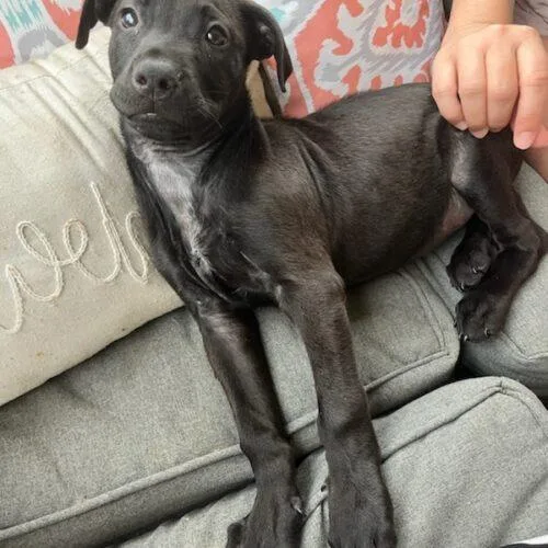 Sillie Sammy thumbnail 2