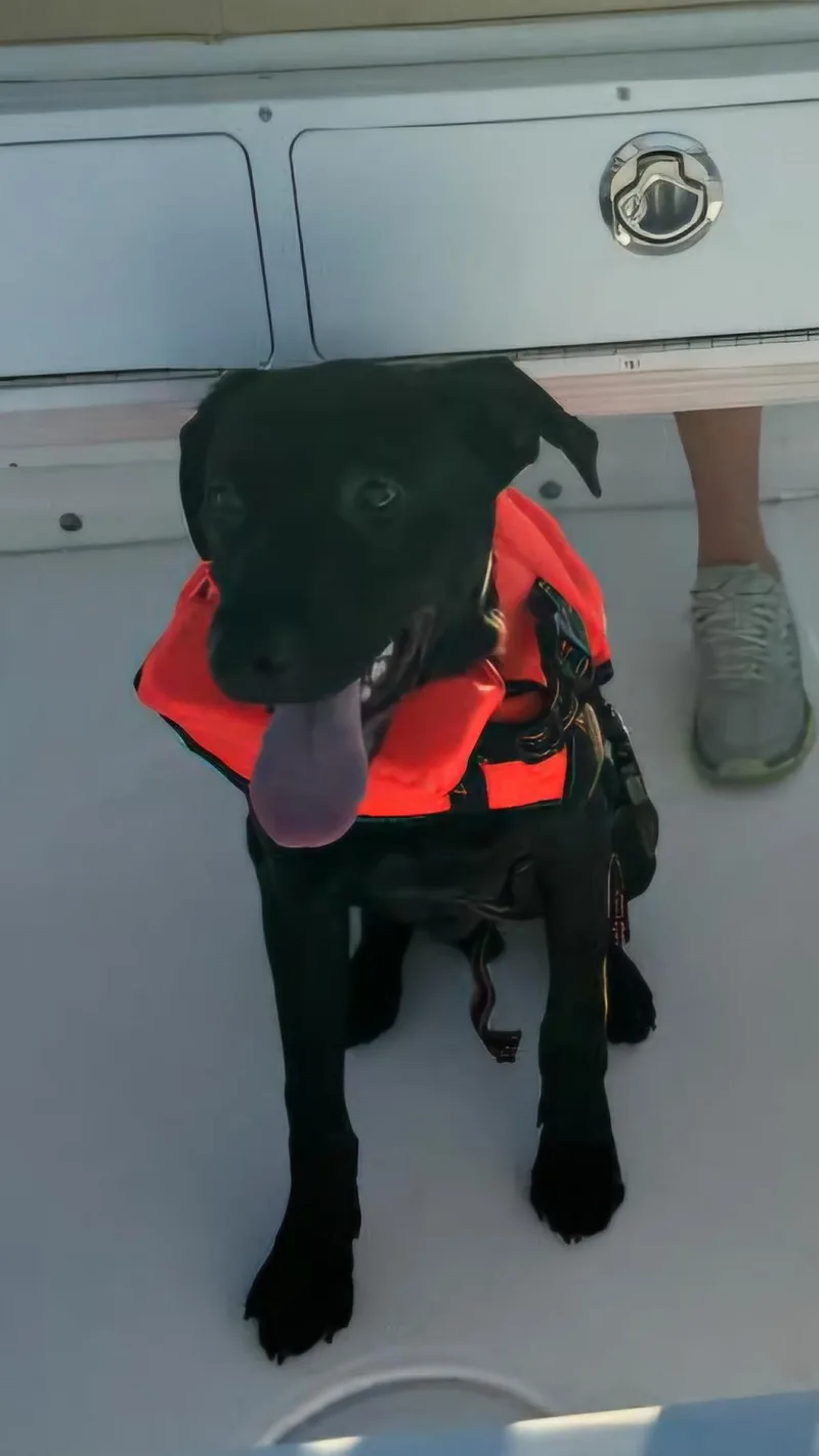 Sillie Sammy thumbnail 3