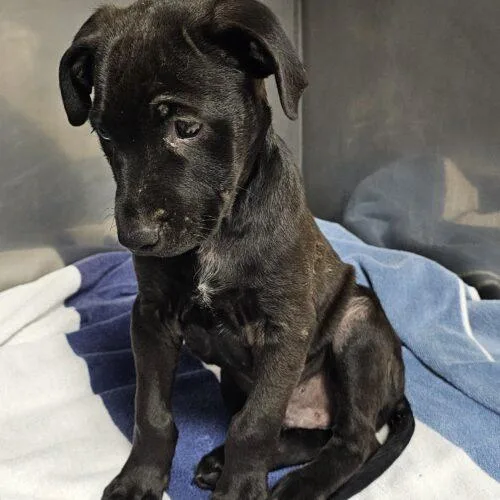 Sillie Sammy thumbnail 4