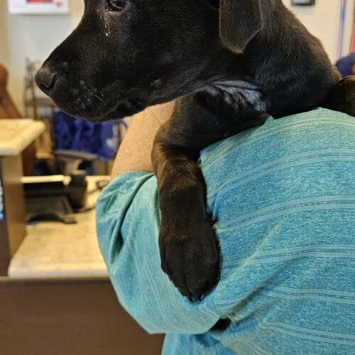 Sillie Sammy thumbnail 5