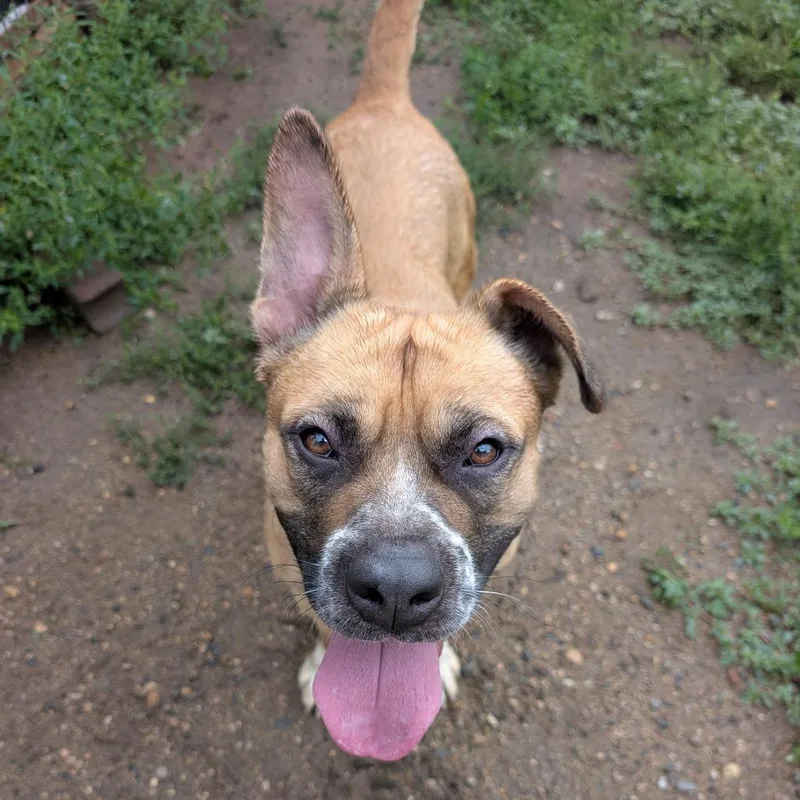 An adult large-sized male Yellow / Tan / Blond / Fawn Pit Bull Terrier dog named Billy for adoption in Wadena, MN