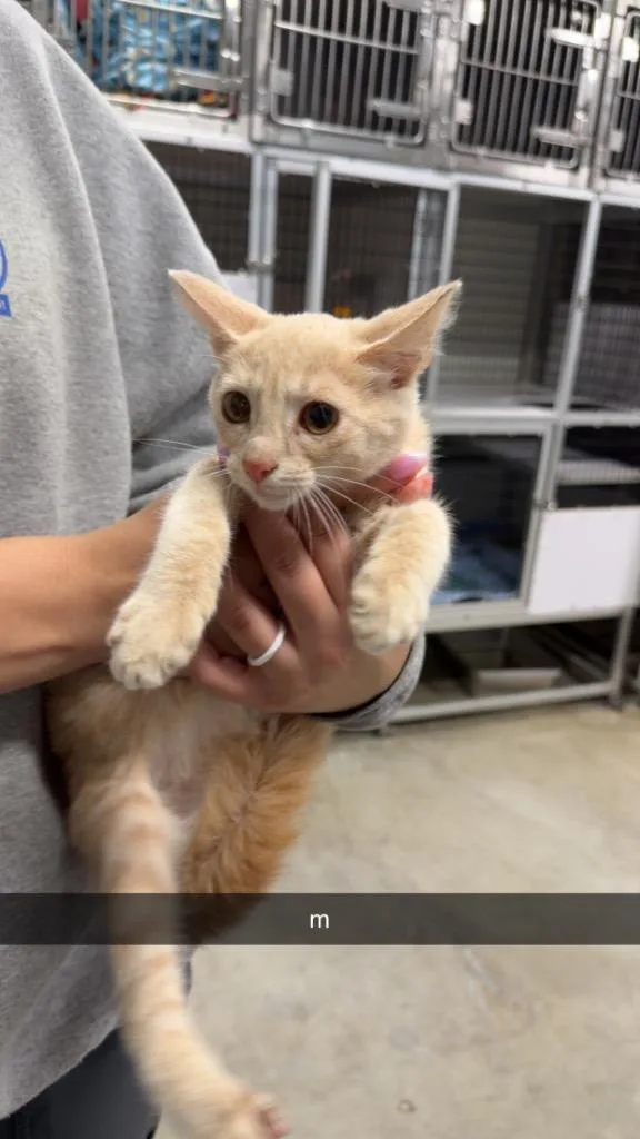 A baby medium-sized male Domestic Short Hair cat named Larry for adoption in Greensburg, IN