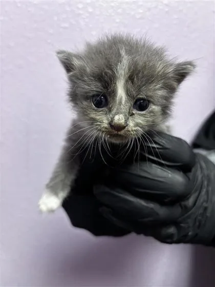 A baby small-sized female Domestic Short Hair cat named 61770287 for adoption in El Paso, TX