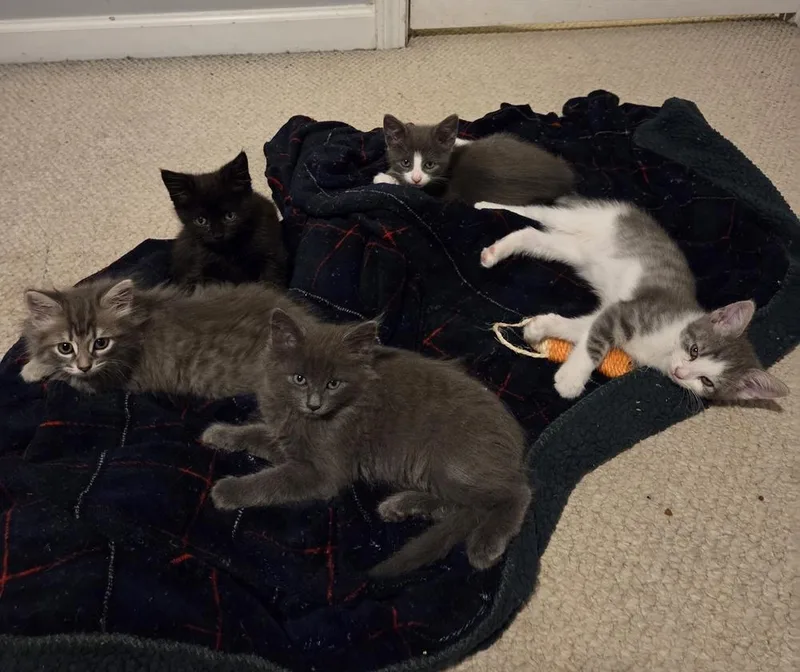 A baby small-sized male Gray & White Domestic Short Hair cat named Flynn for adoption in Salisbury, NC