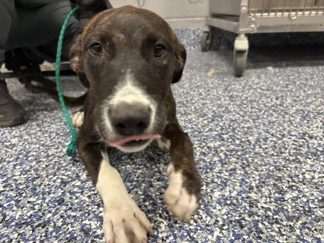 A young small-sized female Shepherd dog named Mocha for adoption in Riverside, CA