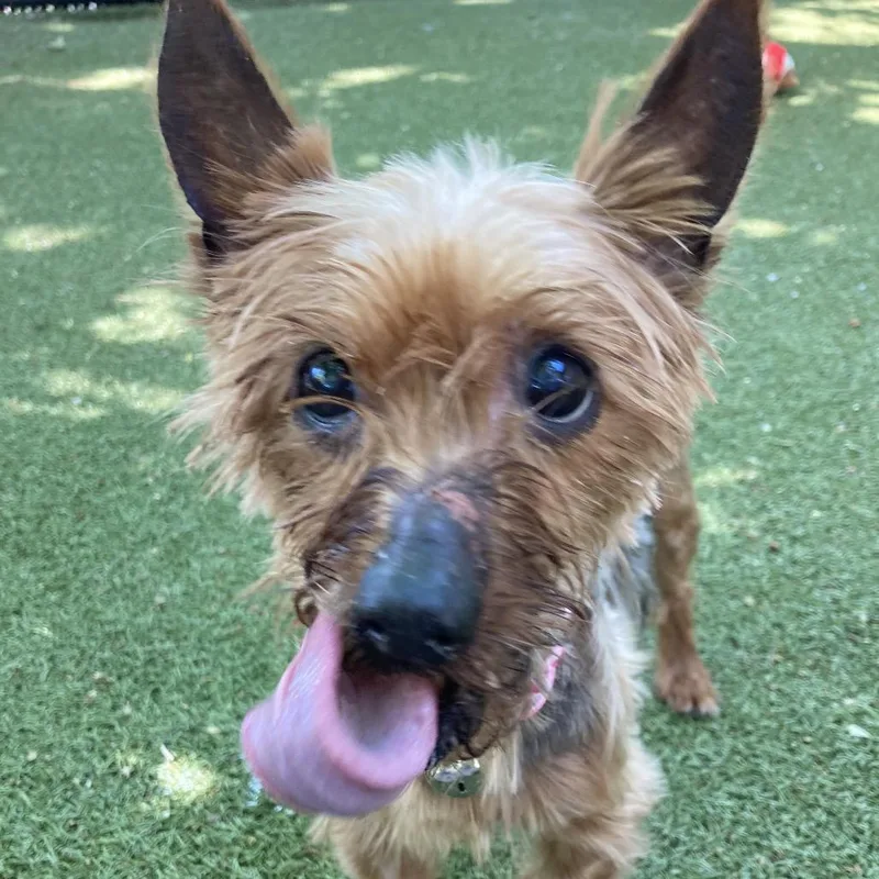 A senior small-sized female Yorkshire Terrier dog named Midge for adoption in Providence, RI