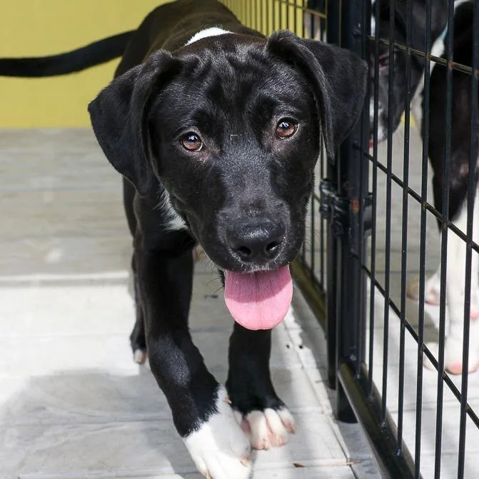 A baby medium-sized male Black Mixed Breed dog named Patchy for adoption in Bradenton, FL