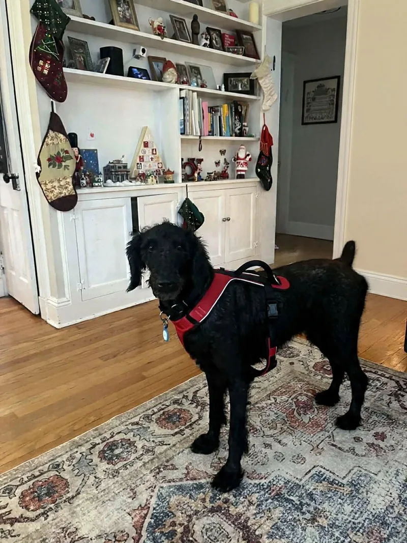 An adult medium-sized female Black Poodle dog named Sophia for adoption in Westwood, NJ