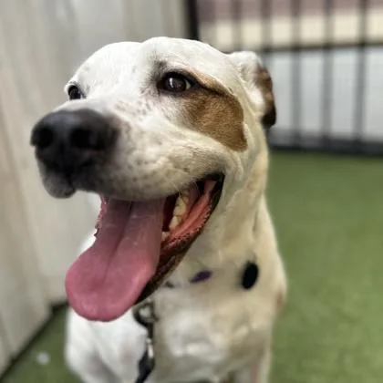 An adult large-sized male Mixed Breed dog named Ollie for adoption in Merriam, KS