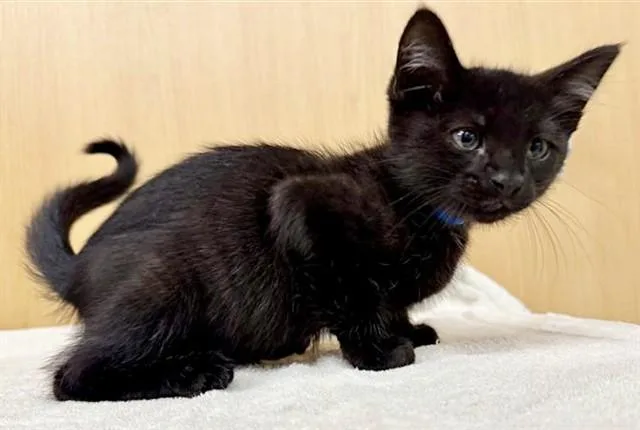 A baby small-sized male Domestic Short Hair cat named Umbreon for adoption in Saint Louis, MO