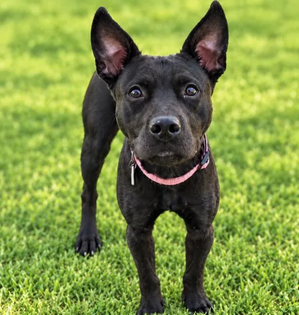 An adult medium-sized female Black Staffordshire Bull Terrier dog named Eevee for adoption in Alexandria, VA