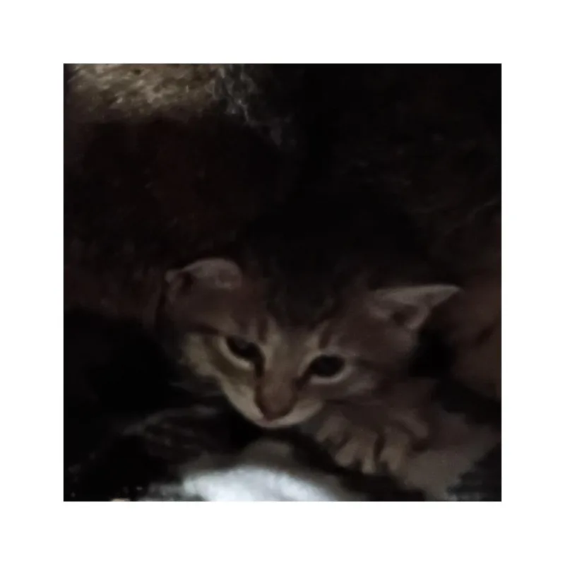 A baby small-sized male Domestic Short Hair cat named Riot for adoption in LIberty, NY