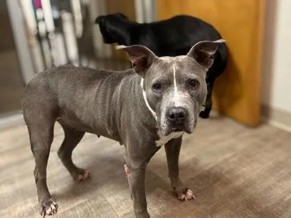 A senior large-sized female American Bulldog dog named Rosie the Riveter for adoption in Gainesville, FL