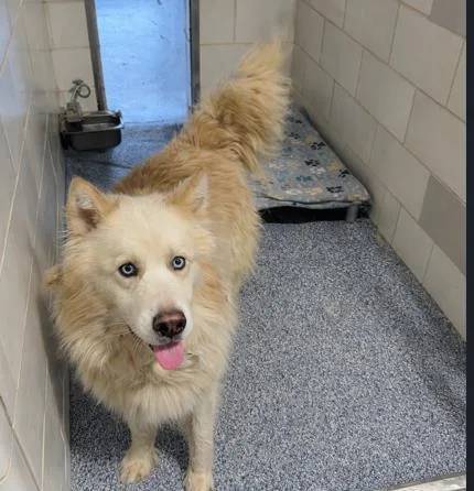 An adult large-sized male Husky dog named Maximiliano for adoption in Charlotte, NC