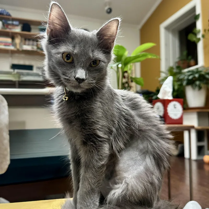 A baby small-sized female Domestic Medium Hair cat named Go Go Boots for adoption in Richmond, VA