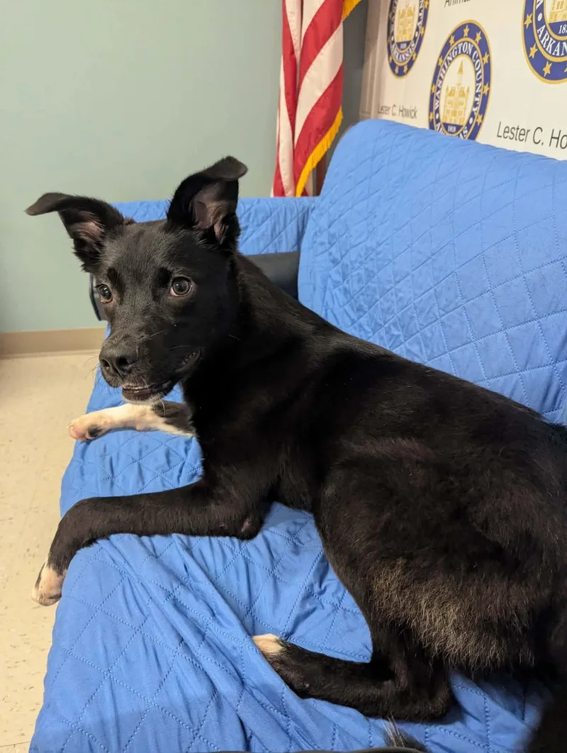 A young medium-sized male Black Border Collie dog named Mars for adoption in Fayetteville, AR