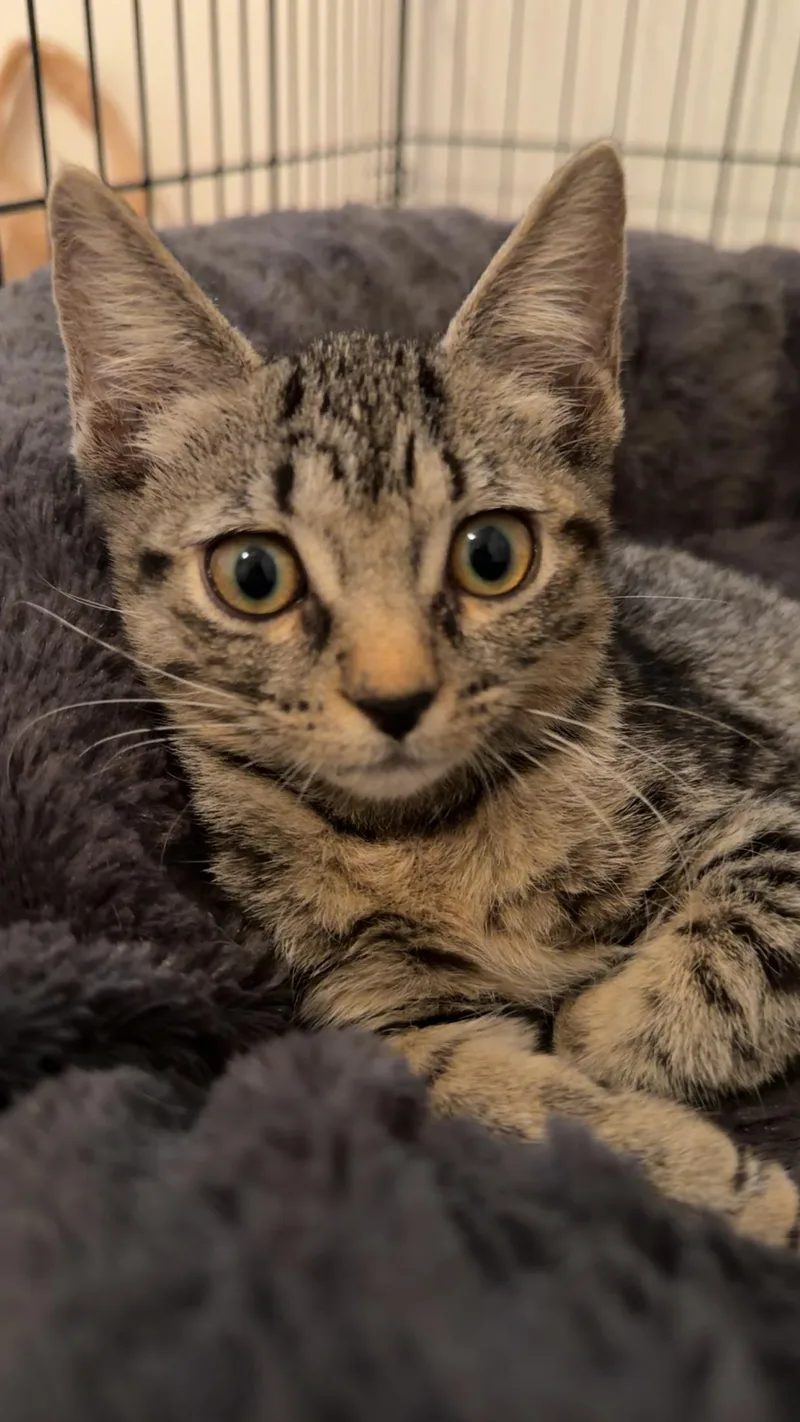Miso