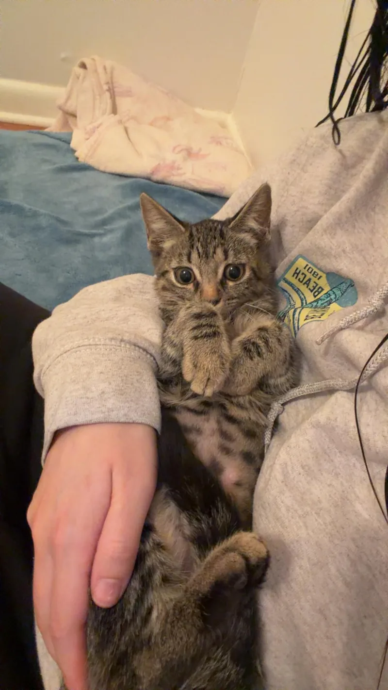 Miso thumbnail 4