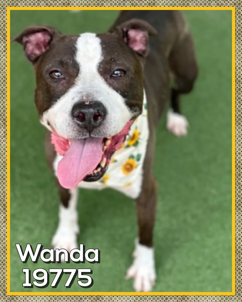 A senior medium-sized female White / Cream American Staffordshire Terrier dog named Wanda for adoption in Marietta, GA