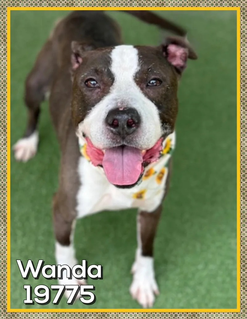 Wanda thumbnail 2
