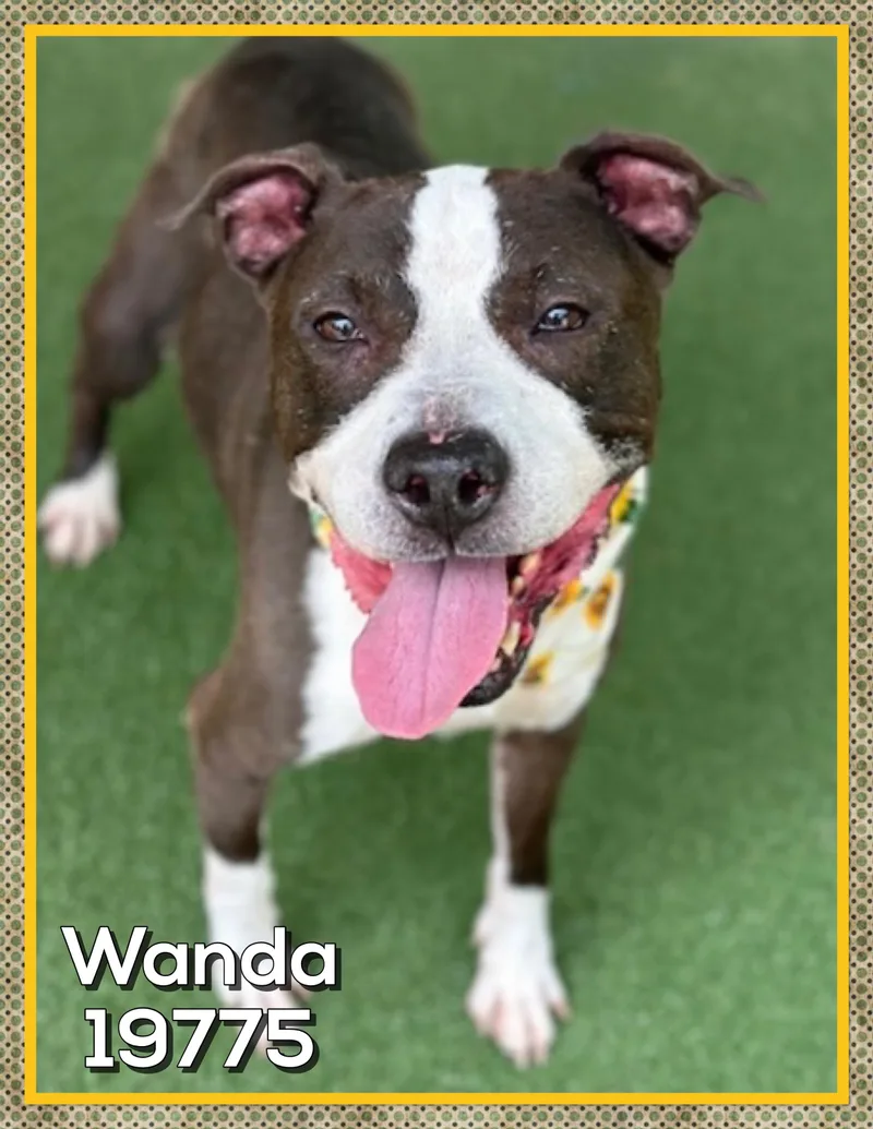 Wanda thumbnail 3