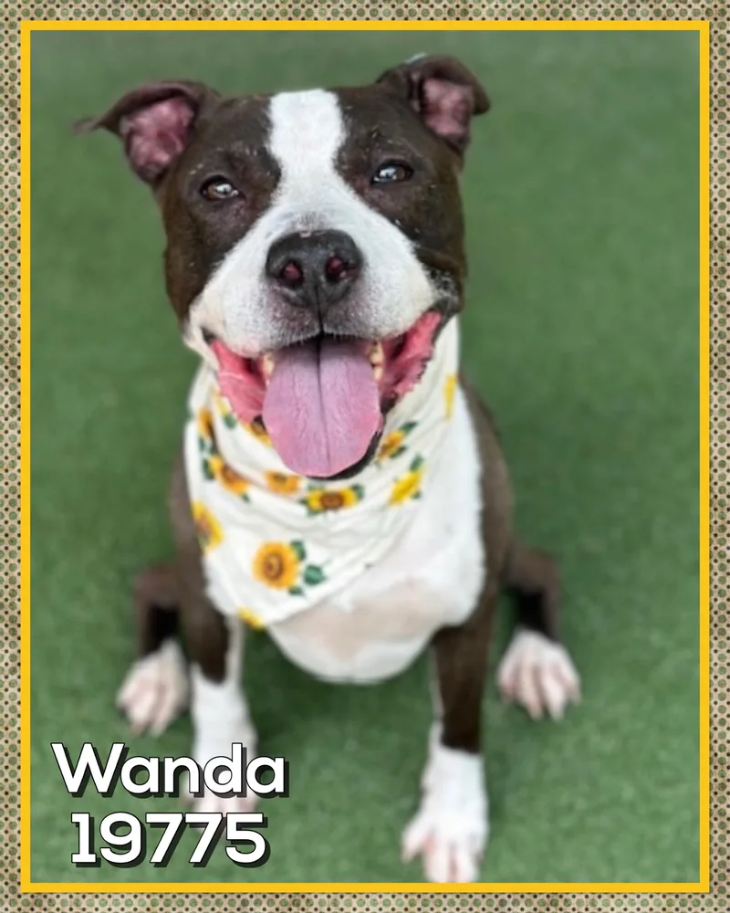 Wanda thumbnail 4
