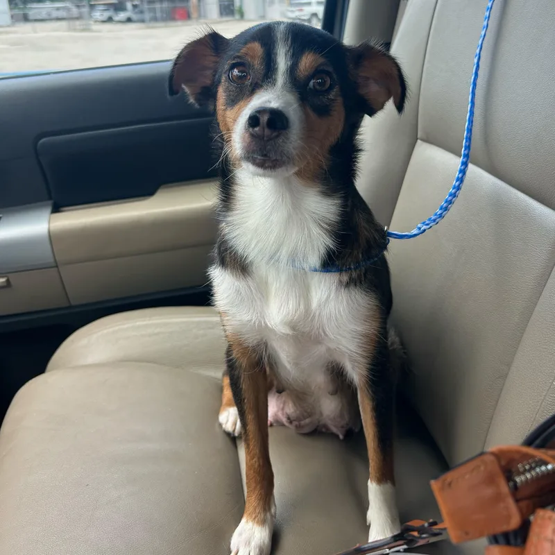 A young small-sized female Tricolor (Brown, Black, & White) Australian Shepherd dog named Latte for adoption in Manvel, TX