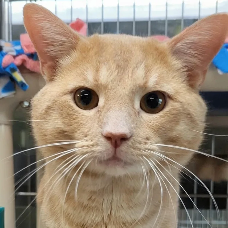 An adult large-sized male Buff / Tan / Fawn Domestic Short Hair cat named Rusty for adoption in West Jefferson, OH
