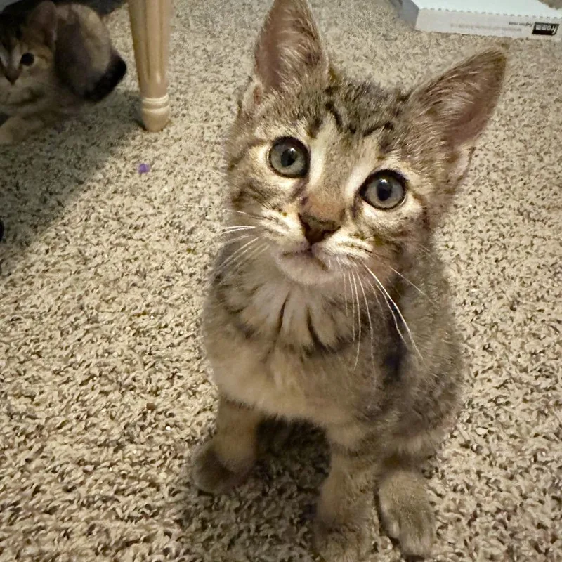 A baby small-sized female Brown / Chocolate Domestic Short Hair cat named Aspen for adoption in Michigan City, IN