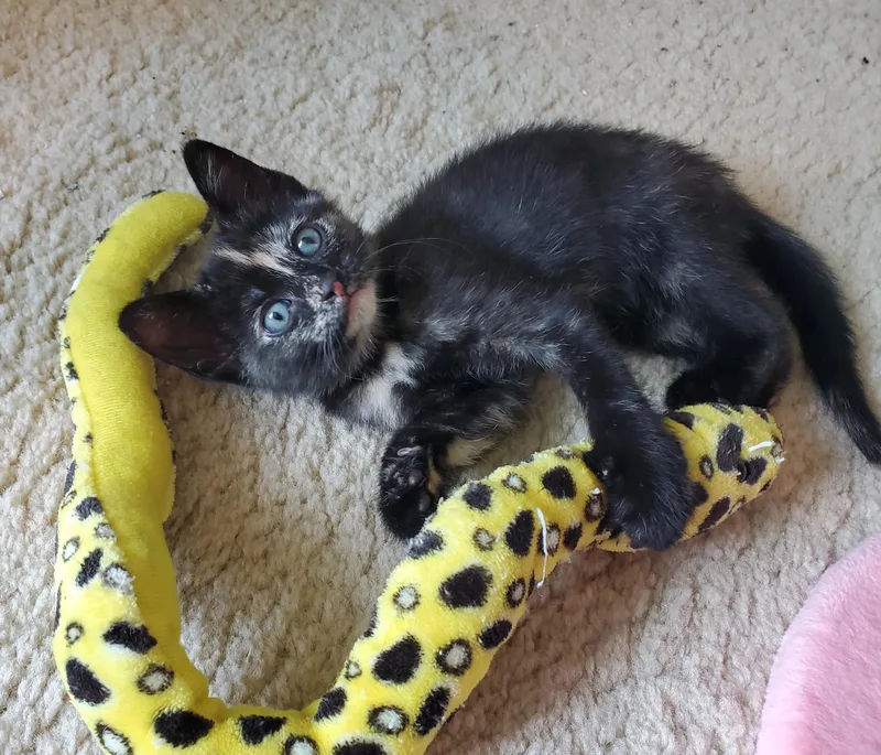 A baby medium-sized female Domestic Short Hair cat named Dash & Donut for adoption in Medfield, MA