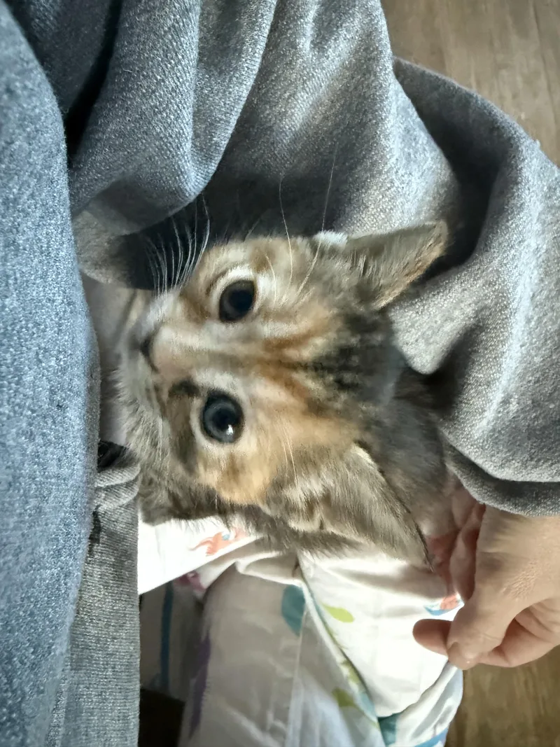A baby small-sized female Domestic Short Hair cat named Madeline for adoption in Bethel Park, PA