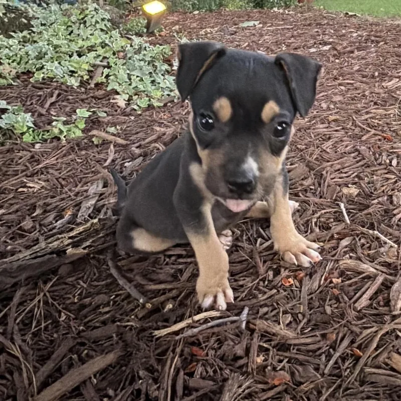 A baby small-sized male Brown / Chocolate Chihuahua dog named Paco for adoption in Wake Forest, NC