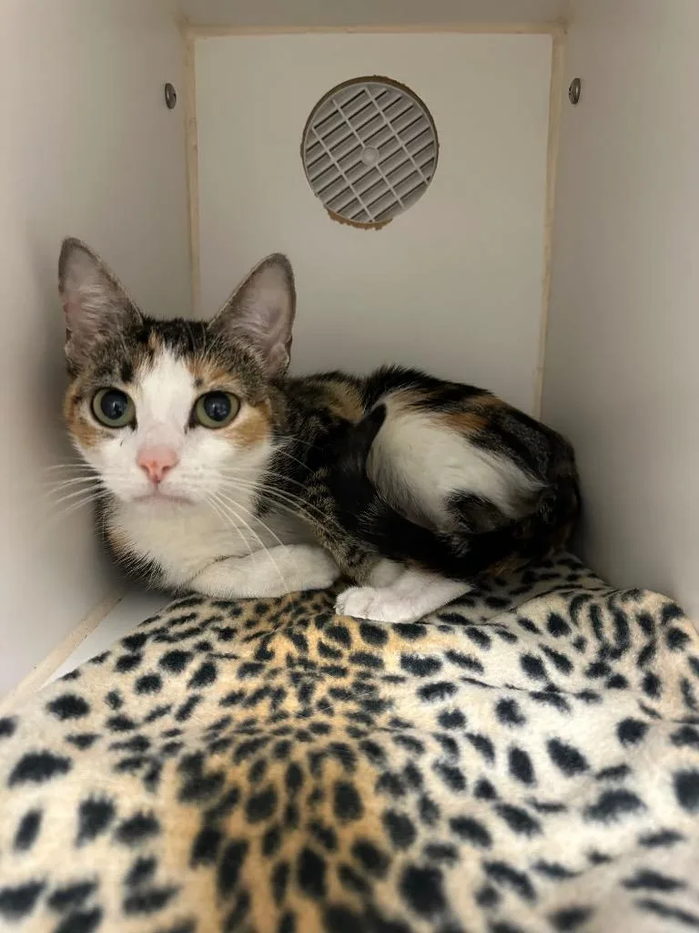 A baby medium-sized female Domestic Short Hair cat named Luna for adoption in Johnson City, TN