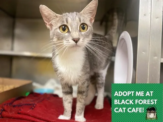 A young medium-sized female Domestic Short Hair cat named Dolly for adoption in Fort Wayne, IN