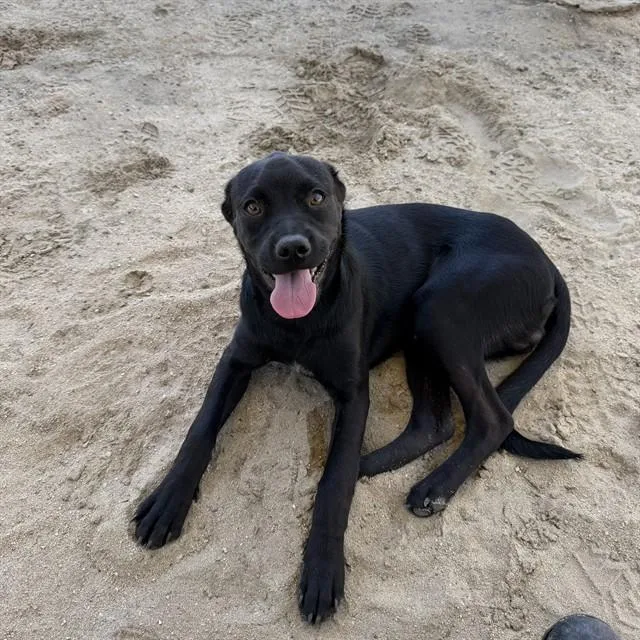 A young small-sized male Labrador Retriever dog named Ren for adoption in Riverside, CA