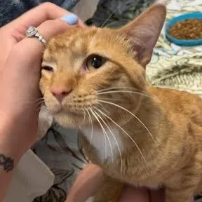 An adult medium-sized male Orange / Red Domestic Short Hair cat named Julius for adoption in Edwardsville, IL