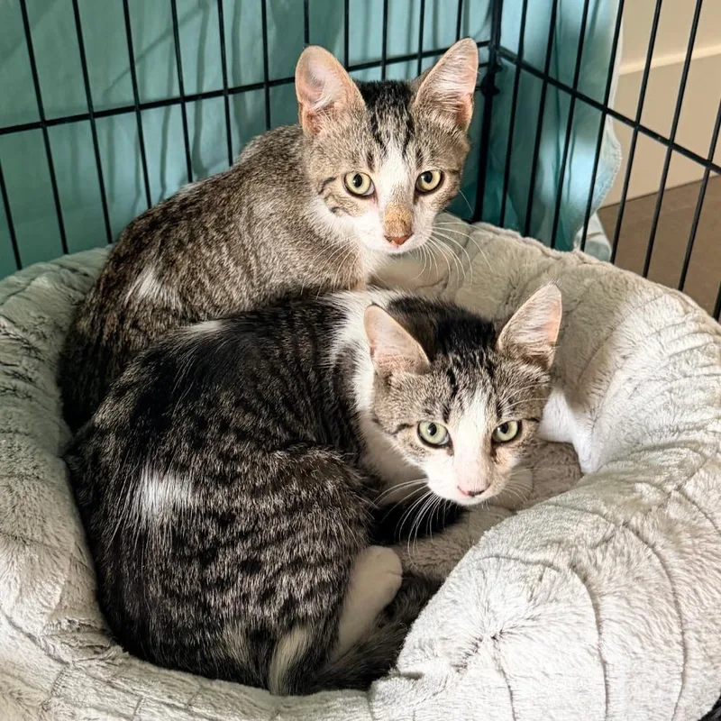A baby small-sized male White Domestic Short Hair cat named Clover for adoption in Meridian, ID