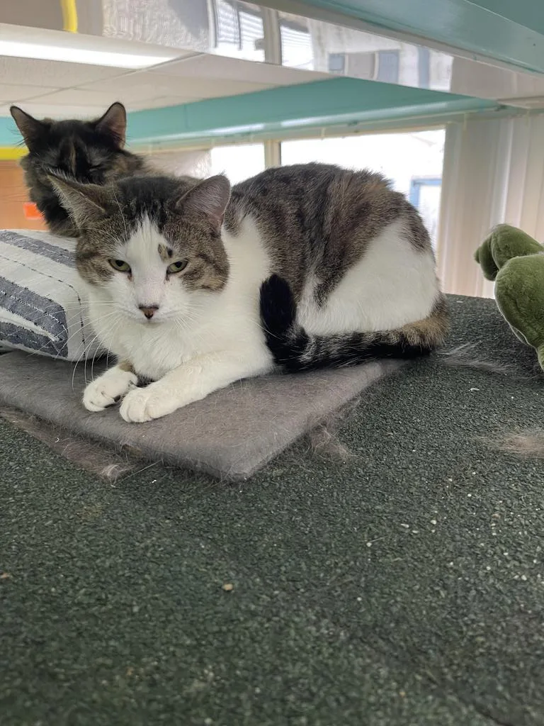 An adult medium-sized female Domestic Short Hair cat named Pippin for adoption in Jim Thorpe, PA