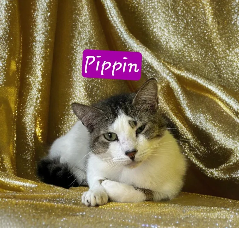 Pippin thumbnail 6