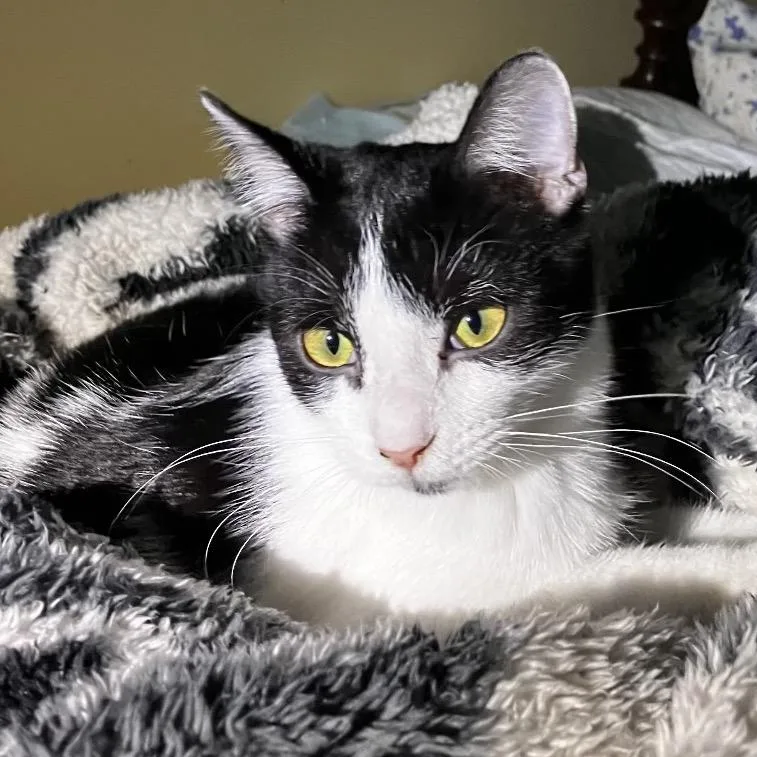 A young medium-sized male Black Domestic Short Hair cat named Raisin for adoption in Nashville, TN