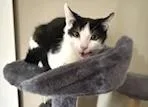 A baby medium-sized male Black Domestic Short Hair cat named Henry for adoption in Ontario, NY