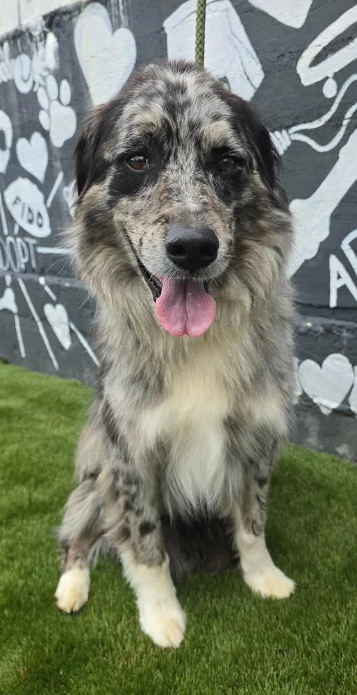 An adult medium-sized male Australian Shepherd dog named Brodie for adoption in Manhattan, NY