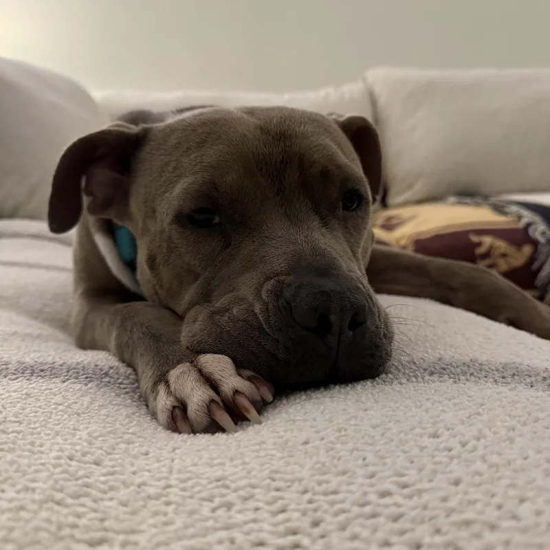 An adult large-sized female Gray / Blue / Silver Pit Bull Terrier dog named Blue for adoption in Jacksonville Beach, FL