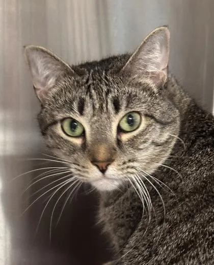 An adult medium-sized female Domestic Short Hair cat named Buggy for adoption in Bridgewater, NJ