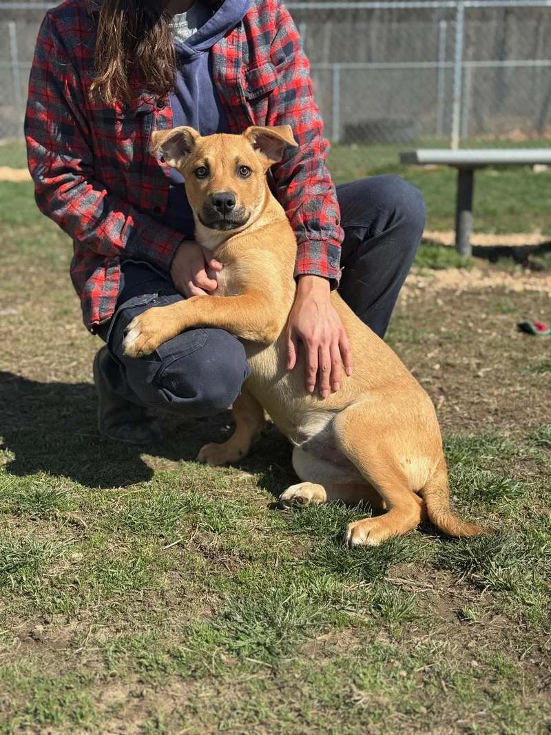 A baby medium-sized male Yellow / Tan / Blond / Fawn Shepherd dog named Kane for adoption in Benton Harbor, MI
