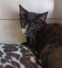 A baby medium-sized male Domestic Short Hair cat named Mosley for adoption in West Memphis, AR