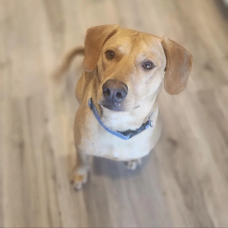 Buddy